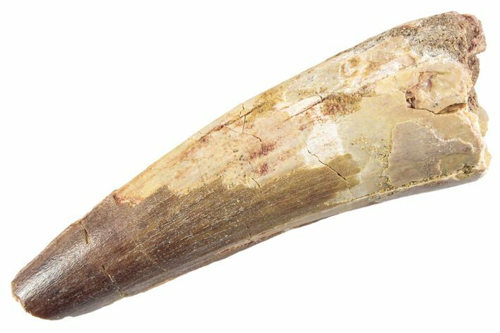 Fossil Spinosaurus Tooth - Real Dinosaur Tooth #360172